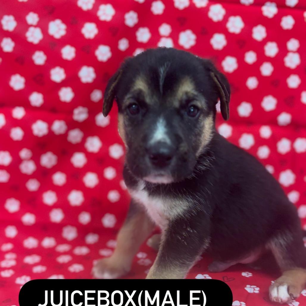 Juicebox, Adoptable, Puppy Male German Shepherd Dog & Mixed Breed.