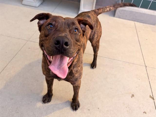 RAJAH, Adoptable, Young Male Pit Bull Terrier.