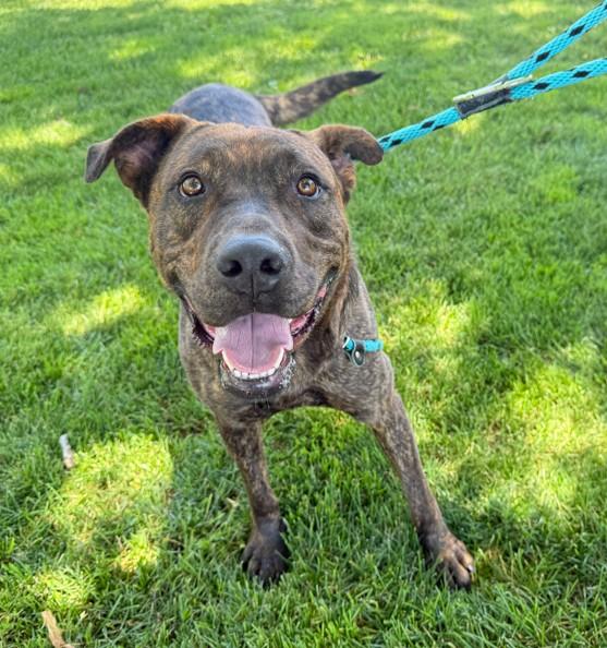 Enlarge RAJAH, a Adoptable Pit Bull Terrier in Rancho Cucamonga, CA image 1/1