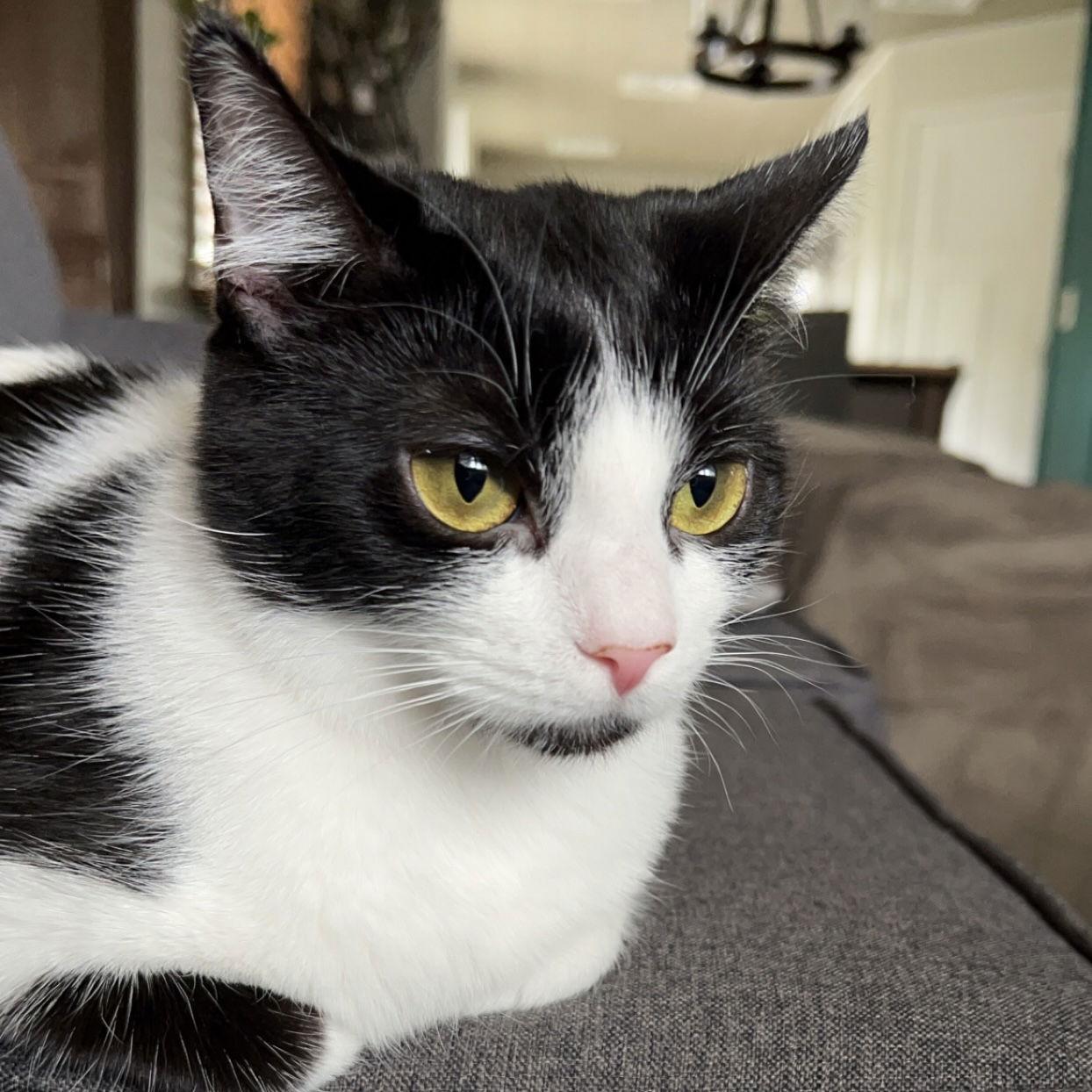 Clubs, Adoptable, Adult Female Domestic Short Hair & Tuxedo.