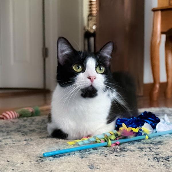 Clubs, a Adoptable mixed breed in Dublin, OH image 2/3