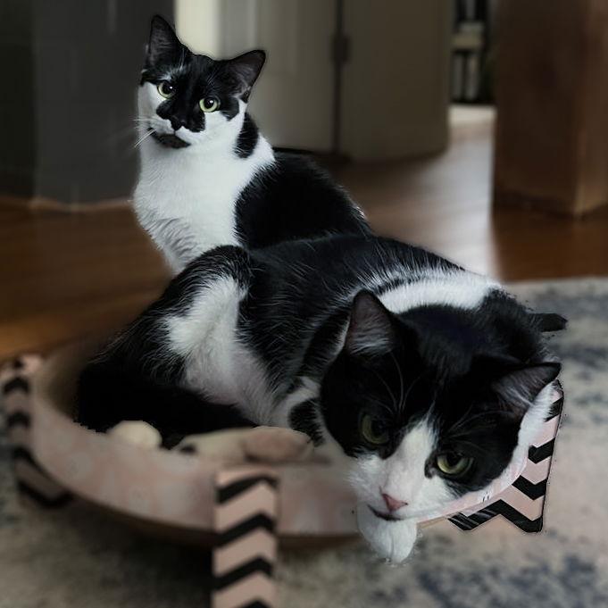 Clubs, a Adoptable mixed breed in Dublin, OH image 3/3