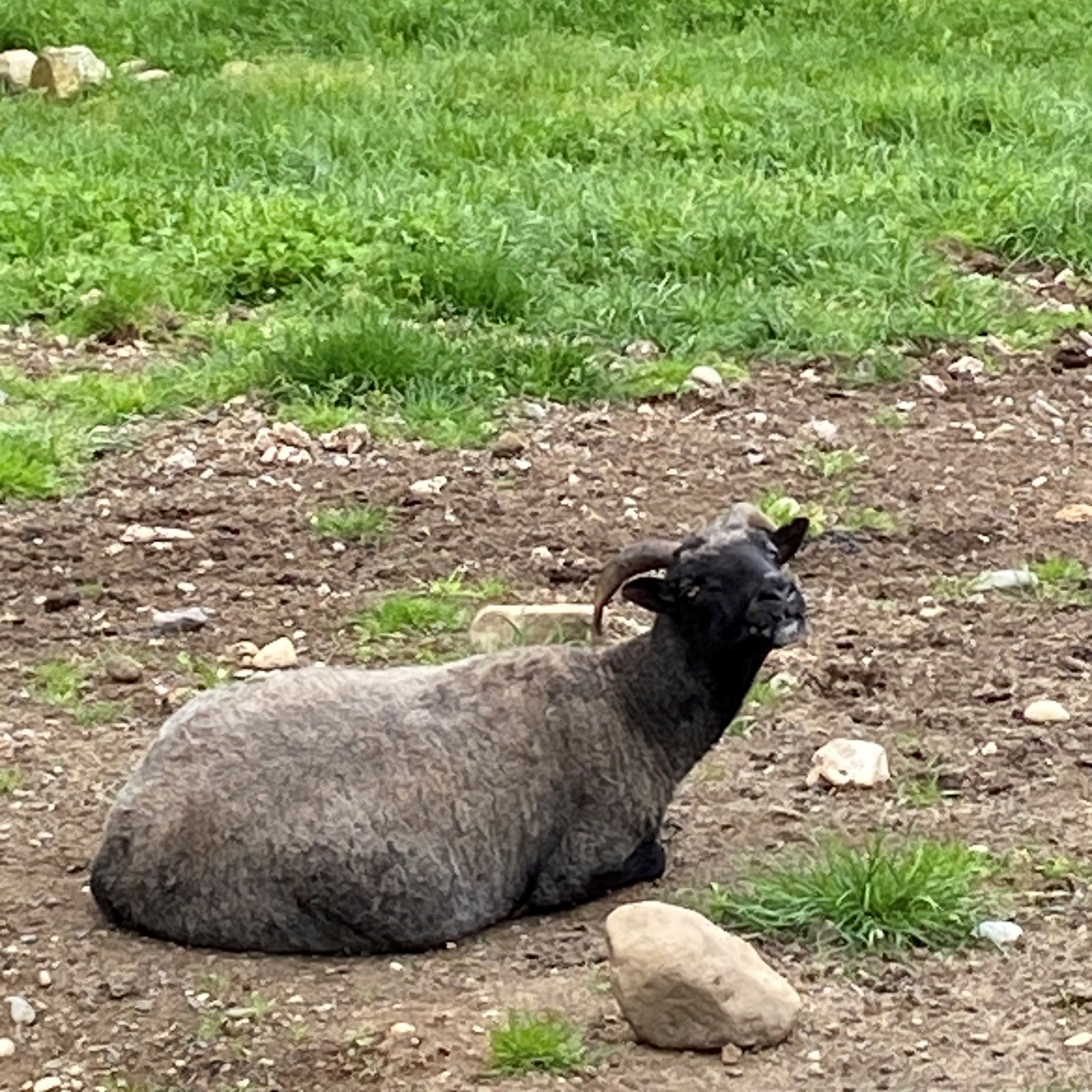 Enlarge Silver, a Adoptable Sheep in Quilcene, WA image 1/1