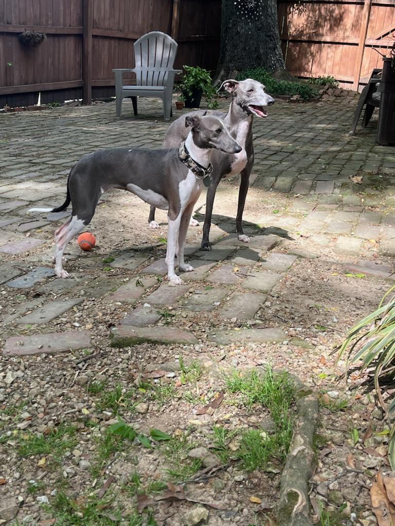 Enlarge Bentley & Berkley, a Adopted Italian Greyhound in Edgewater, MD image 1/6