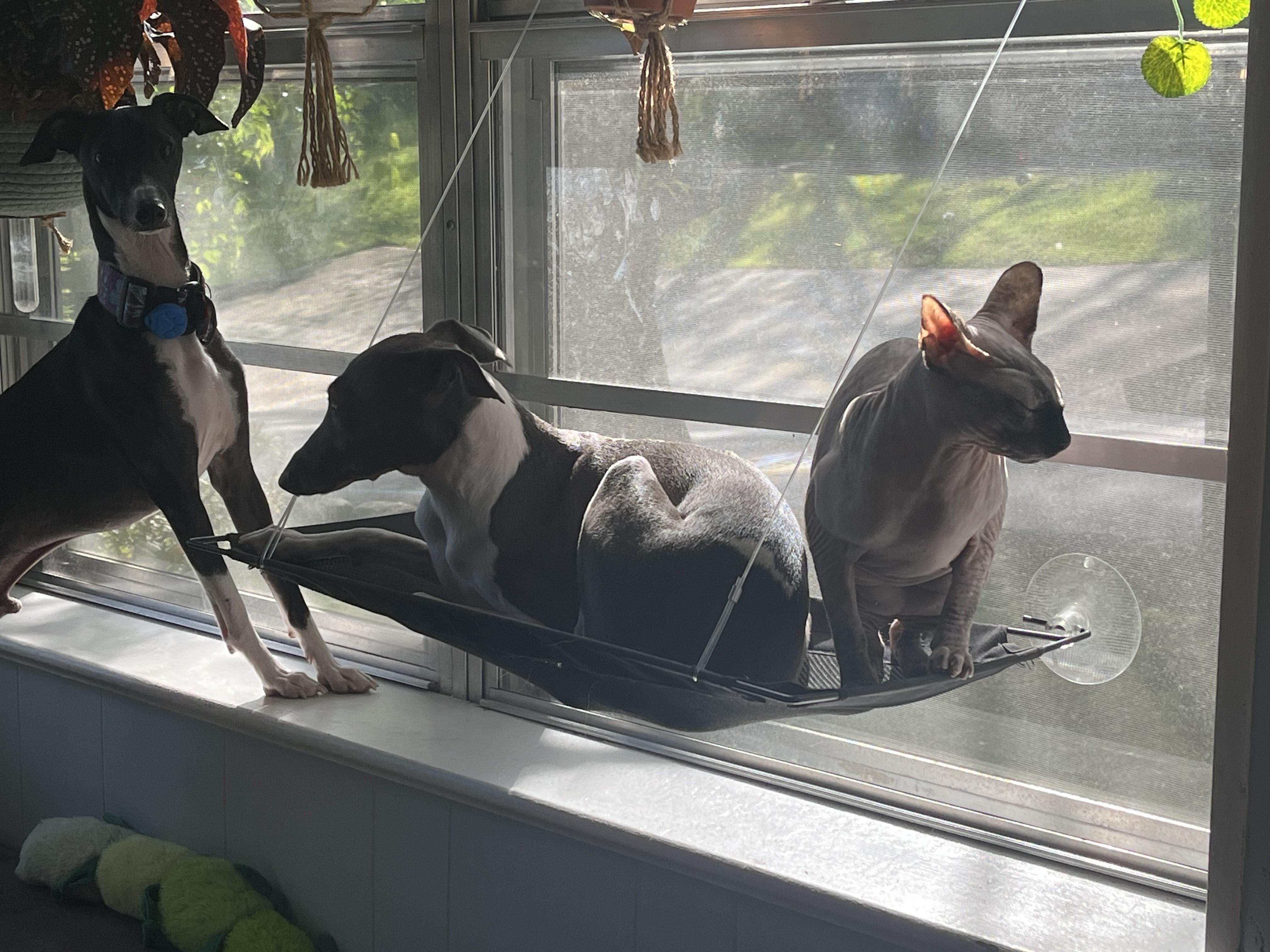 Enlarge Bentley & Berkley, a Adopted Italian Greyhound in Edgewater, MD image 3/6