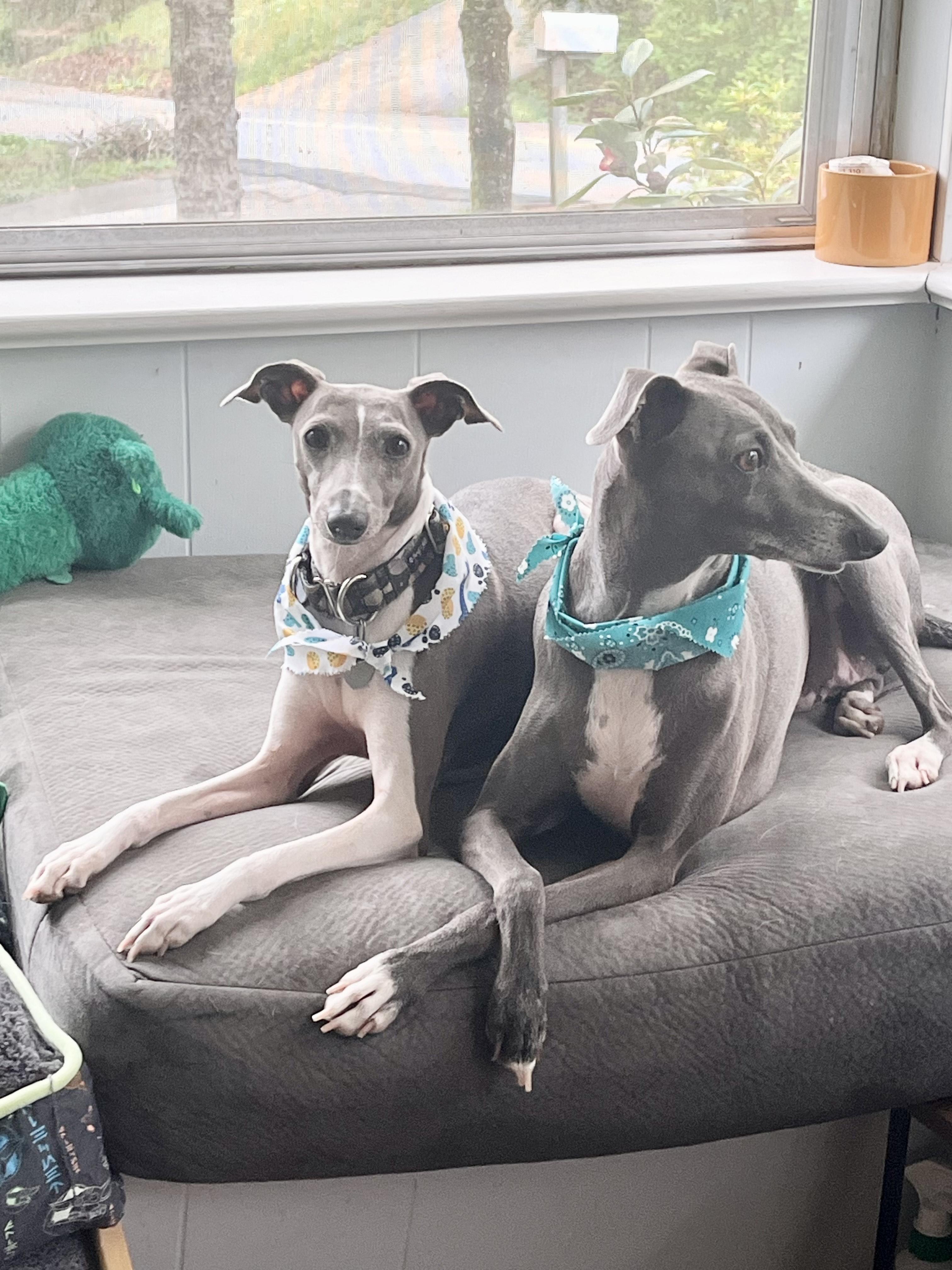 Enlarge Bentley & Berkley, a Adopted Italian Greyhound in Edgewater, MD image 4/6