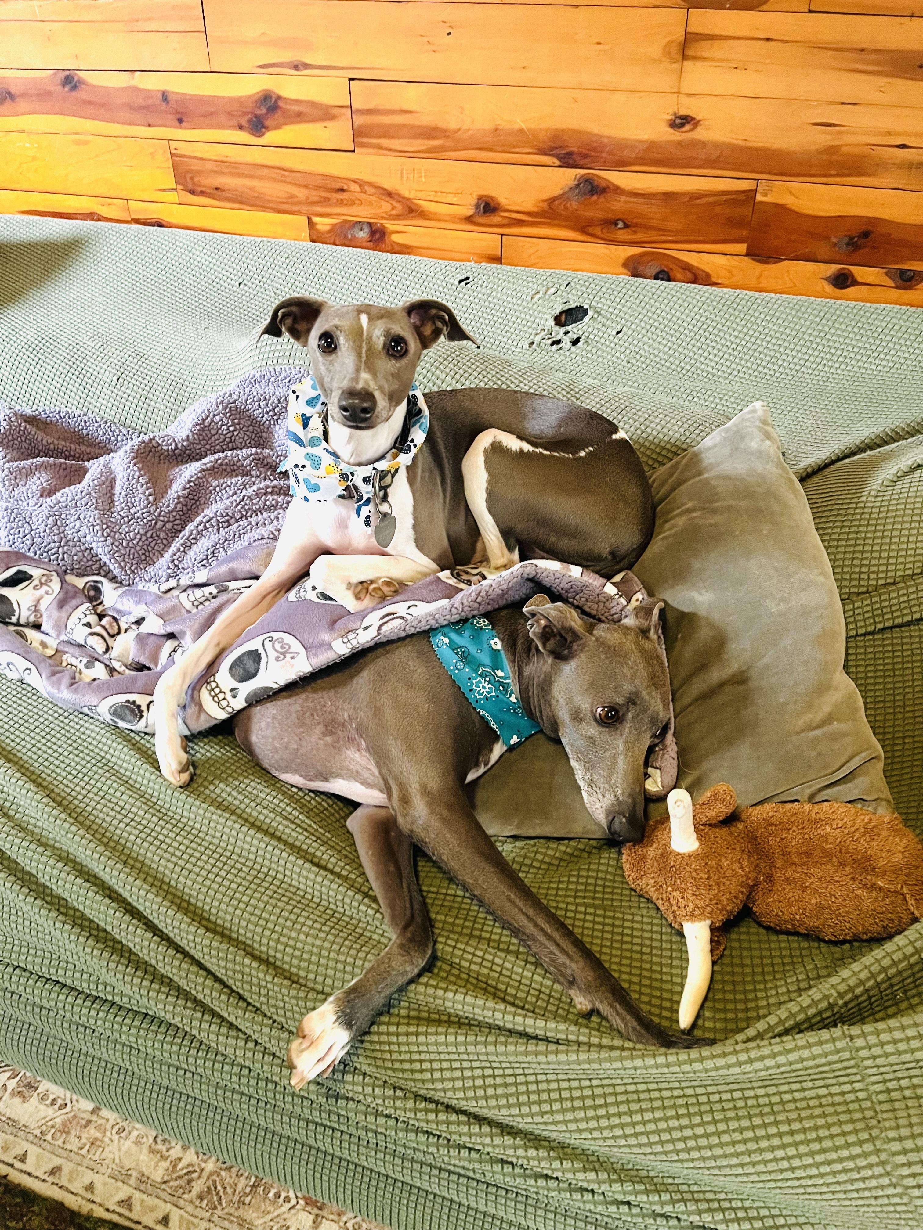 Enlarge Bentley & Berkley, a Adopted Italian Greyhound in Edgewater, MD image 5/6