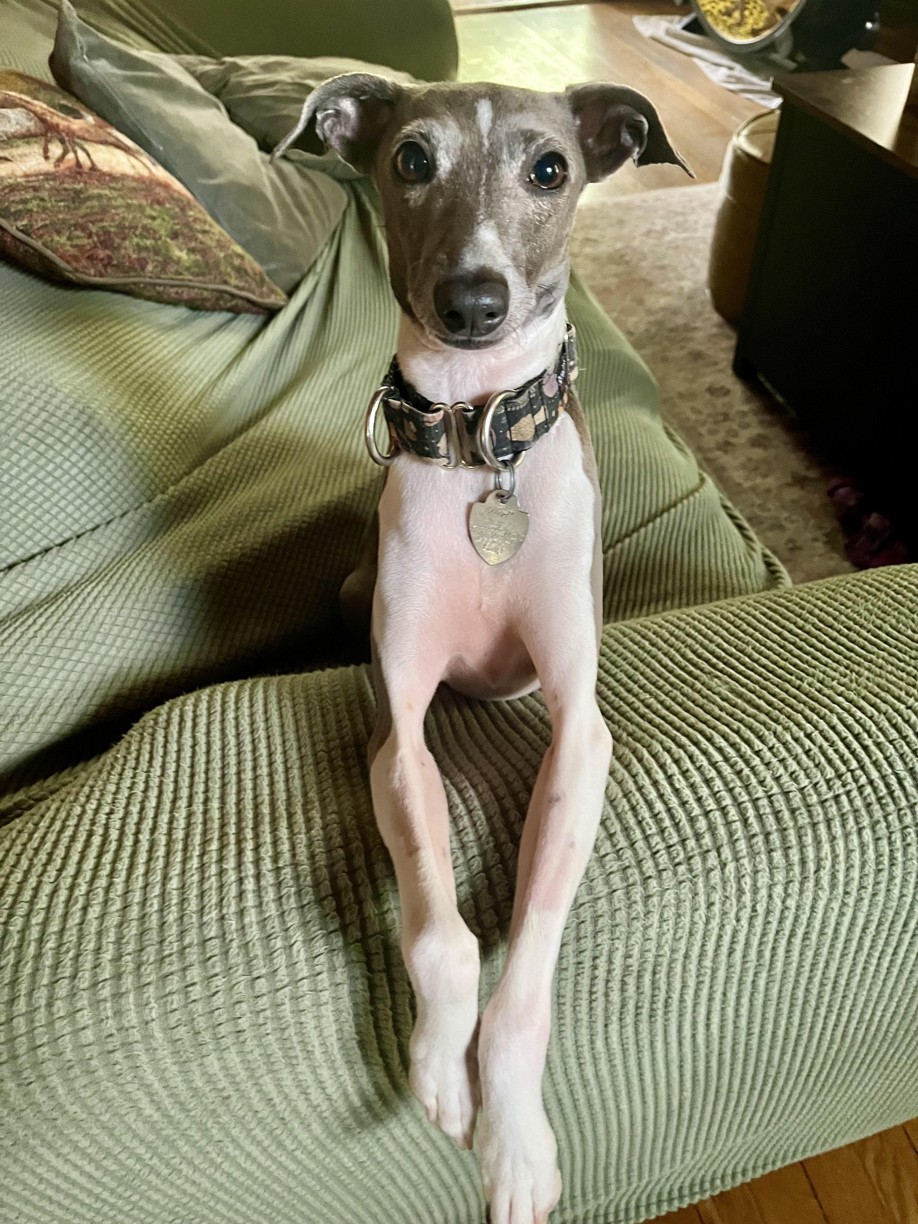 Enlarge Bentley & Berkley, a Adopted Italian Greyhound in Edgewater, MD image 6/6