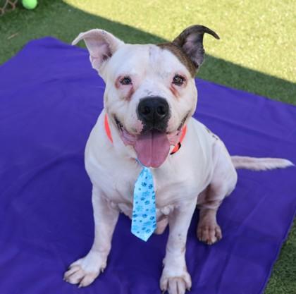 Malachi, Adoptable, Adult Male Mixed Breed.