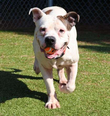Malachi, a Adoptable Mixed Breed in Athens, GA image 3/4