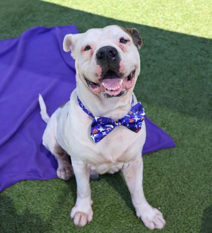 Malachi, a Adoptable Mixed Breed in Athens, GA image 2/4