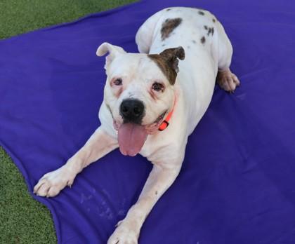 Malachi, a Adoptable Mixed Breed in Athens, GA image 4/4