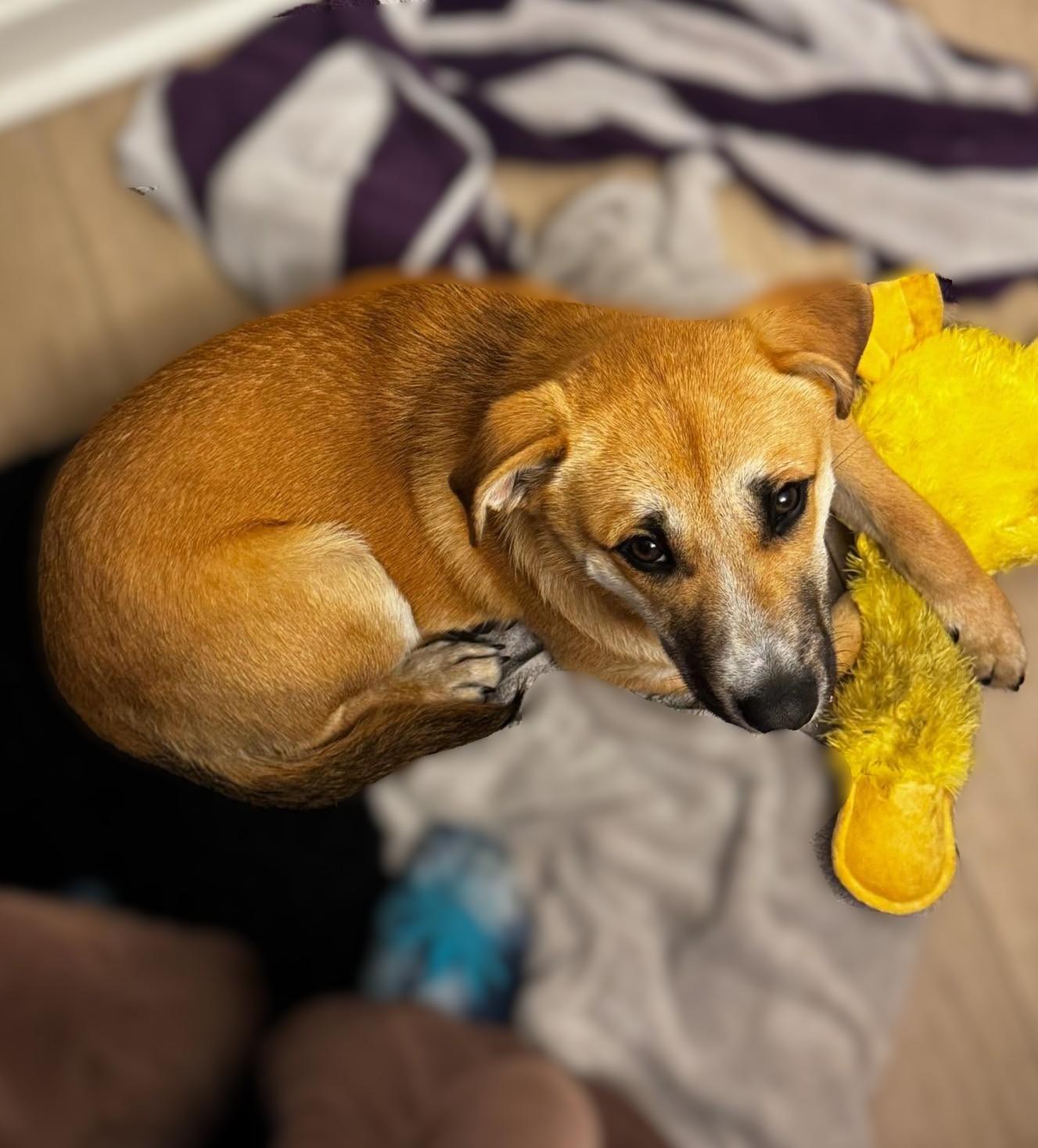 Enlarge Tom, a Adoptable mixed breed in Savannah, GA image 2/6