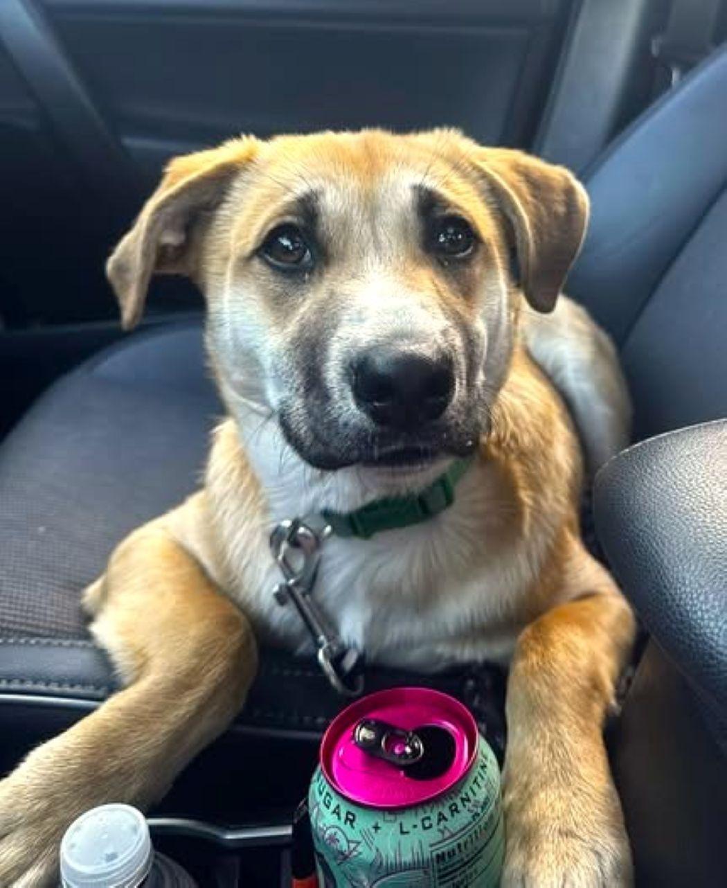 Enlarge Tom, a Adoptable mixed breed in Savannah, GA image 3/6