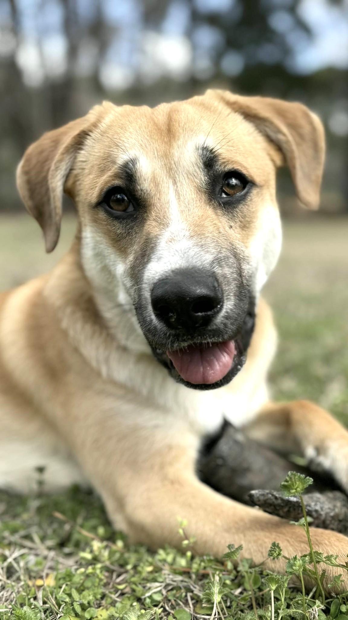 Enlarge Tom, a Adoptable mixed breed in Savannah, GA image 4/6