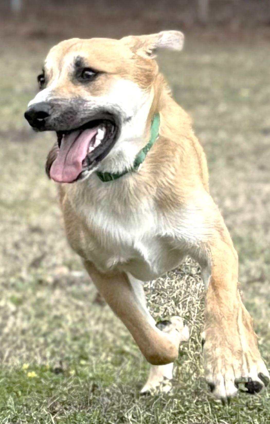 Enlarge Tom, a Adoptable mixed breed in Savannah, GA image 5/6