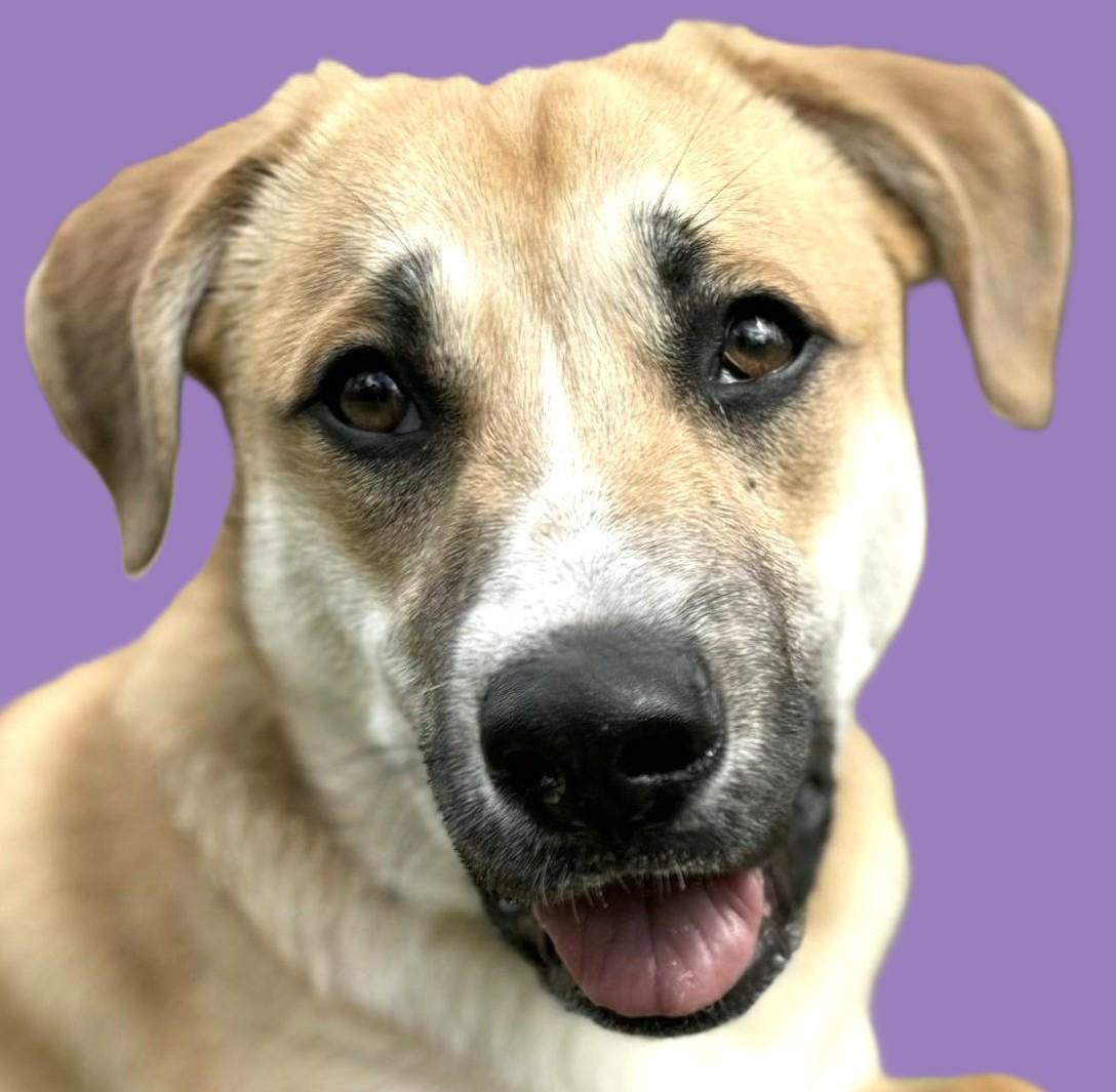 Enlarge Tom, a Adoptable mixed breed in Savannah, GA image 1/6