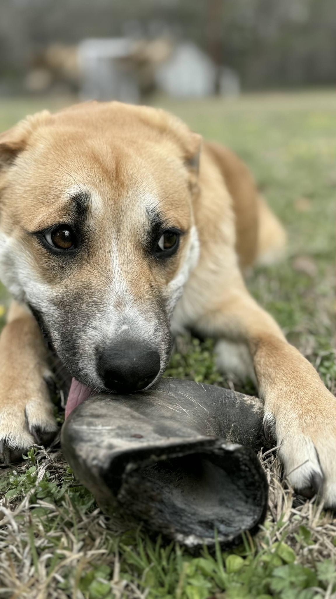 Enlarge Tom, a Adoptable mixed breed in Savannah, GA image 6/6