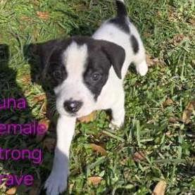 Honey, Adopted, Puppy Female Terrier.