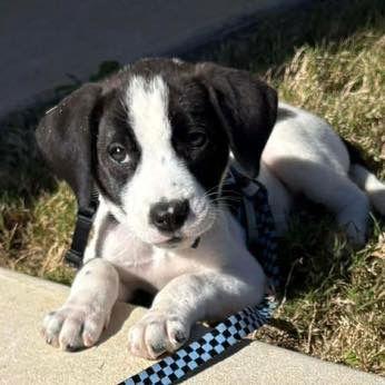 Enlarge Honey, a Adopted Terrier in Grand Bay, AL image 2/2