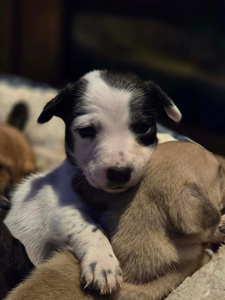 Antoine, Adoptable, Puppy Male Chihuahua.