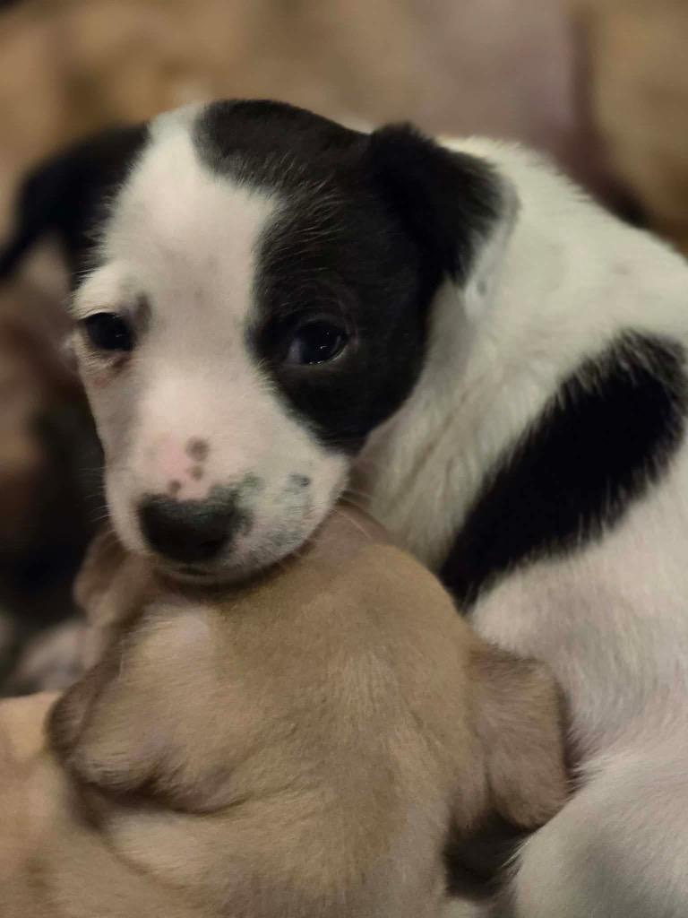 Enlarge Antoine, a Adoptable Chihuahua in Bristol, WI image 2/6
