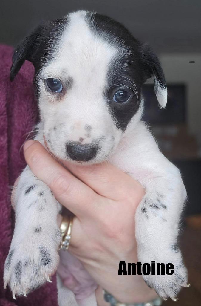 Antoine, Adoptable, Puppy Male Dachshund & Chihuahua.
