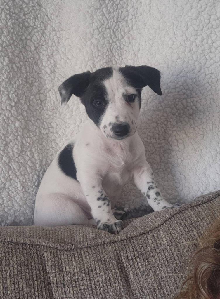 Enlarge Antoine, a Adoptable mixed breed in Bristol, WI image 2/6