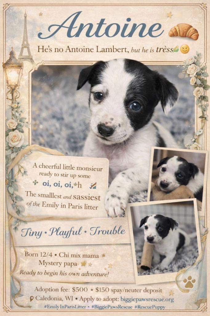 Enlarge Antoine, a Adoptable Chihuahua in Bristol, WI image 4/6