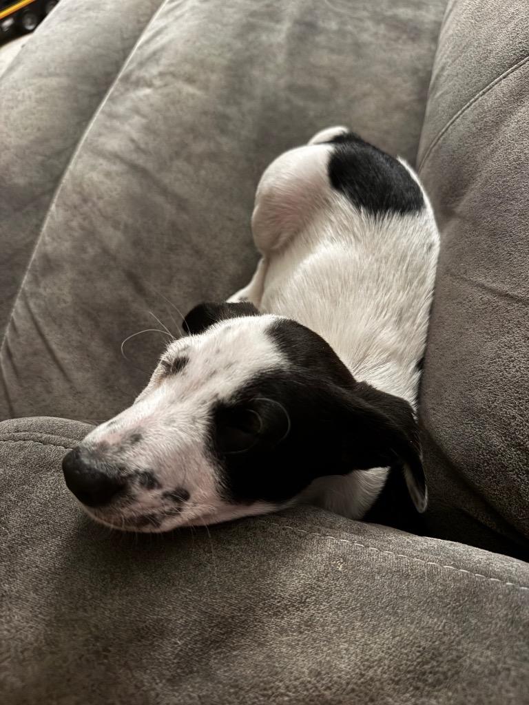 Enlarge Antoine, a Adoptable mixed breed in Bristol, WI image 5/6