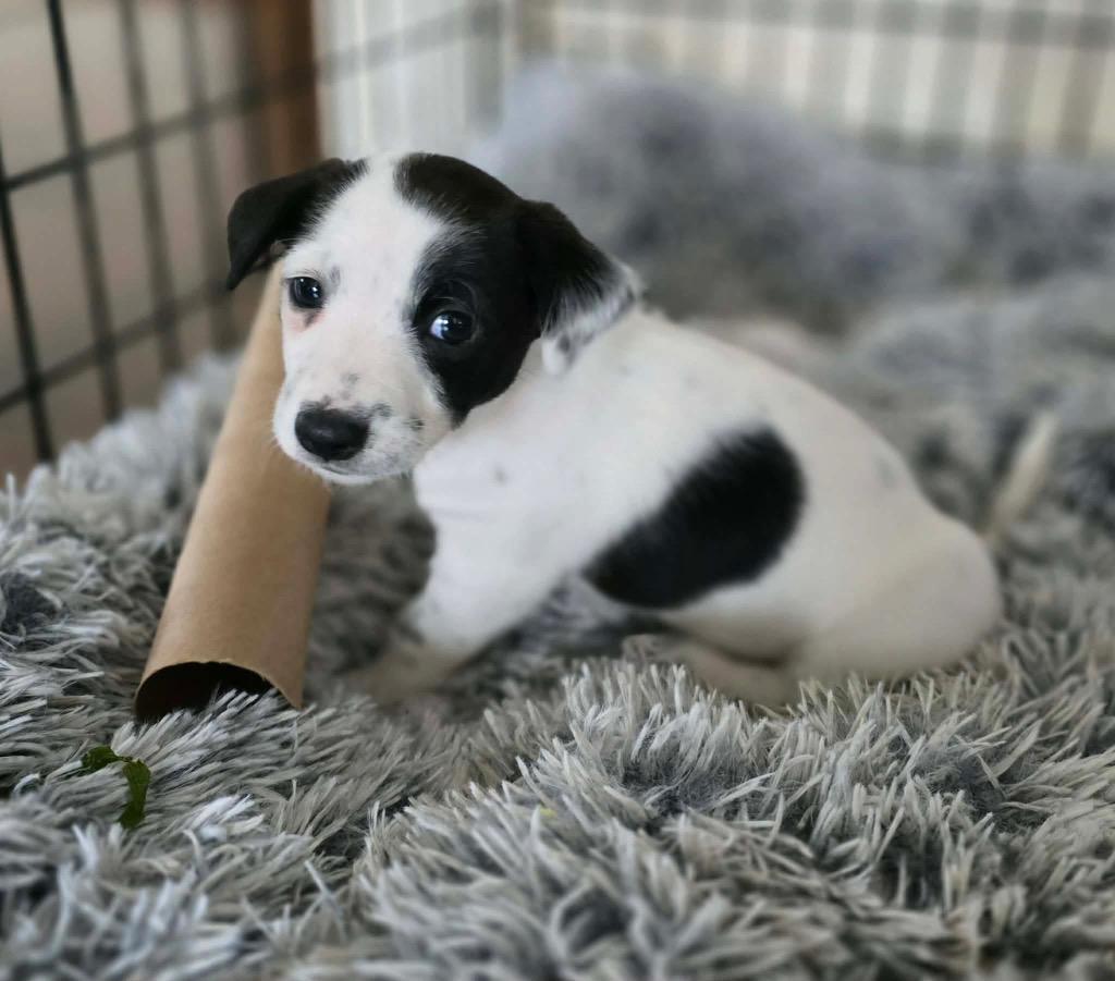 Enlarge Antoine, a Adoptable Chihuahua in Bristol, WI image 5/6