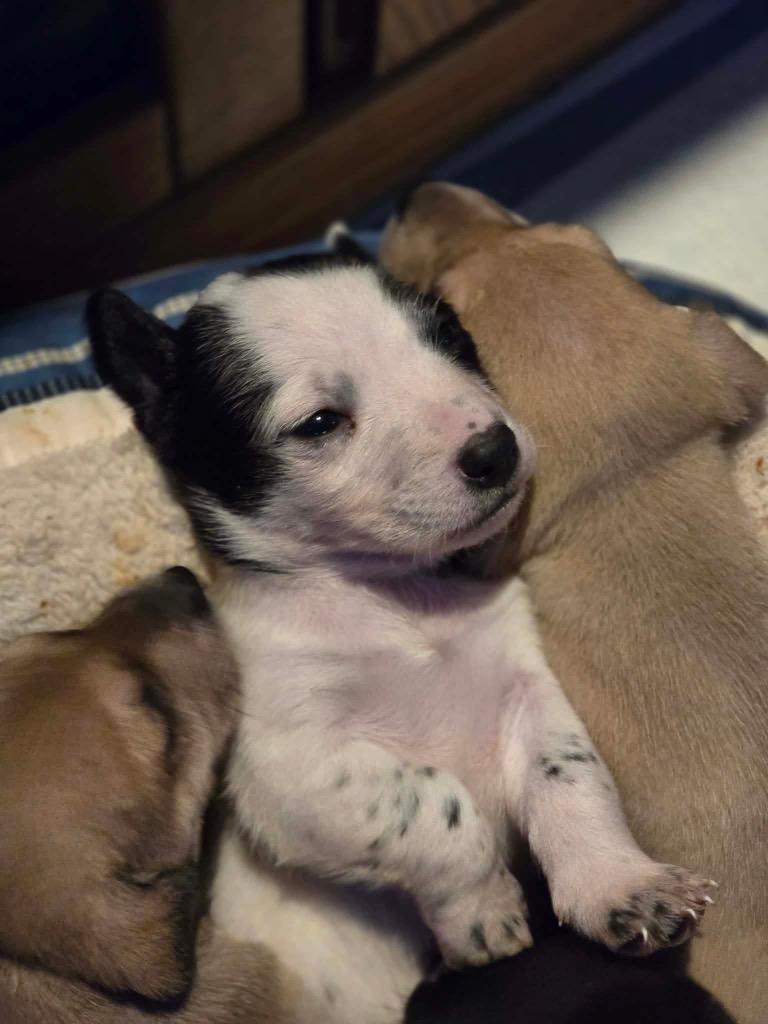 Enlarge Antoine, a Adoptable Chihuahua in Bristol, WI image 6/6