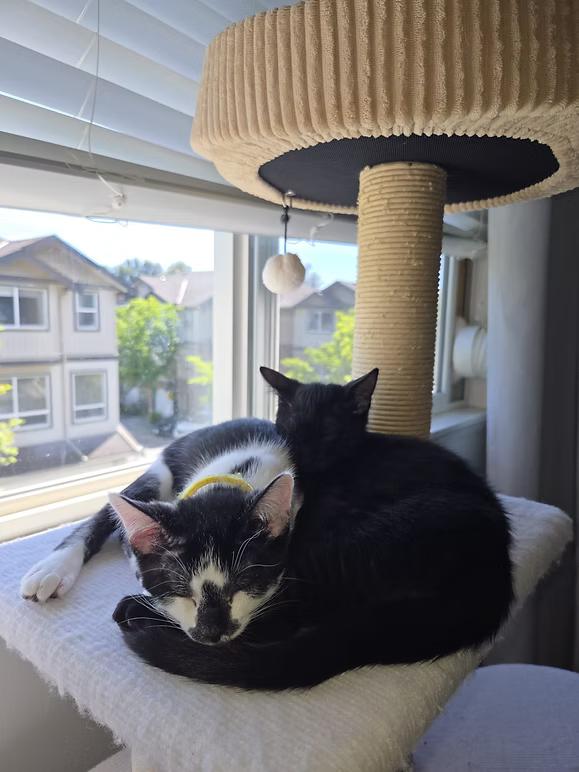 Enlarge MARS, a ADOPTABLE Domestic Short Hair in Coquitlam, BC image 6/6