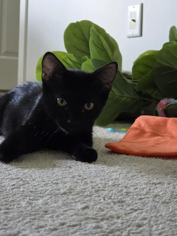 Enlarge MARS, a ADOPTABLE Domestic Short Hair in Coquitlam, BC image 5/6