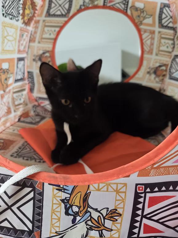 Enlarge MARS, a ADOPTABLE Domestic Short Hair in Coquitlam, BC image 4/6