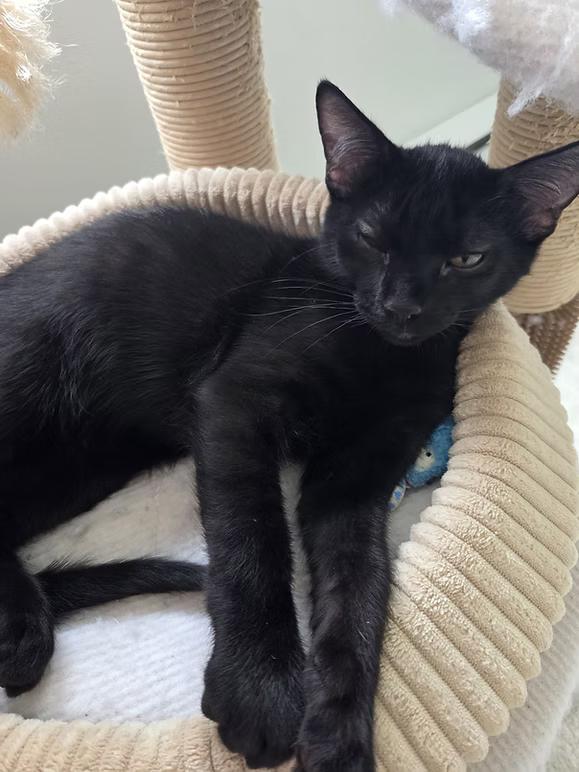 Enlarge MARS, a ADOPTABLE Domestic Short Hair in Coquitlam, BC image 1/6