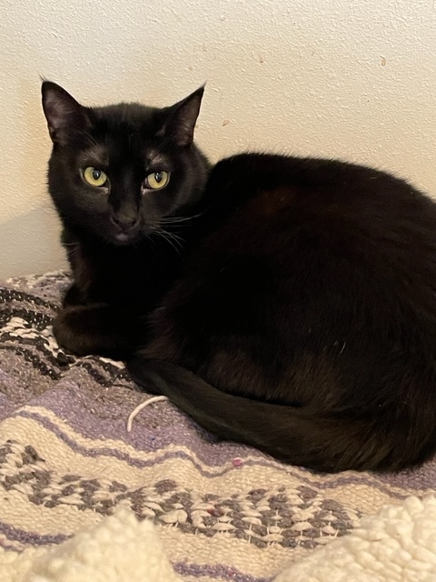 Enlarge Millie, a Adoptable Domestic Short Hair in Midway City, CA image 1/6