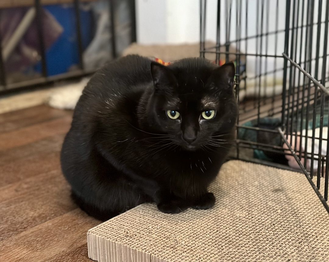 Enlarge Millie, a Adoptable Domestic Short Hair in Midway City, CA image 2/6