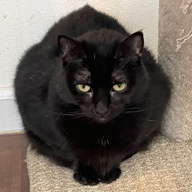 Enlarge Millie, a Adoptable Domestic Short Hair in Midway City, CA image 3/6