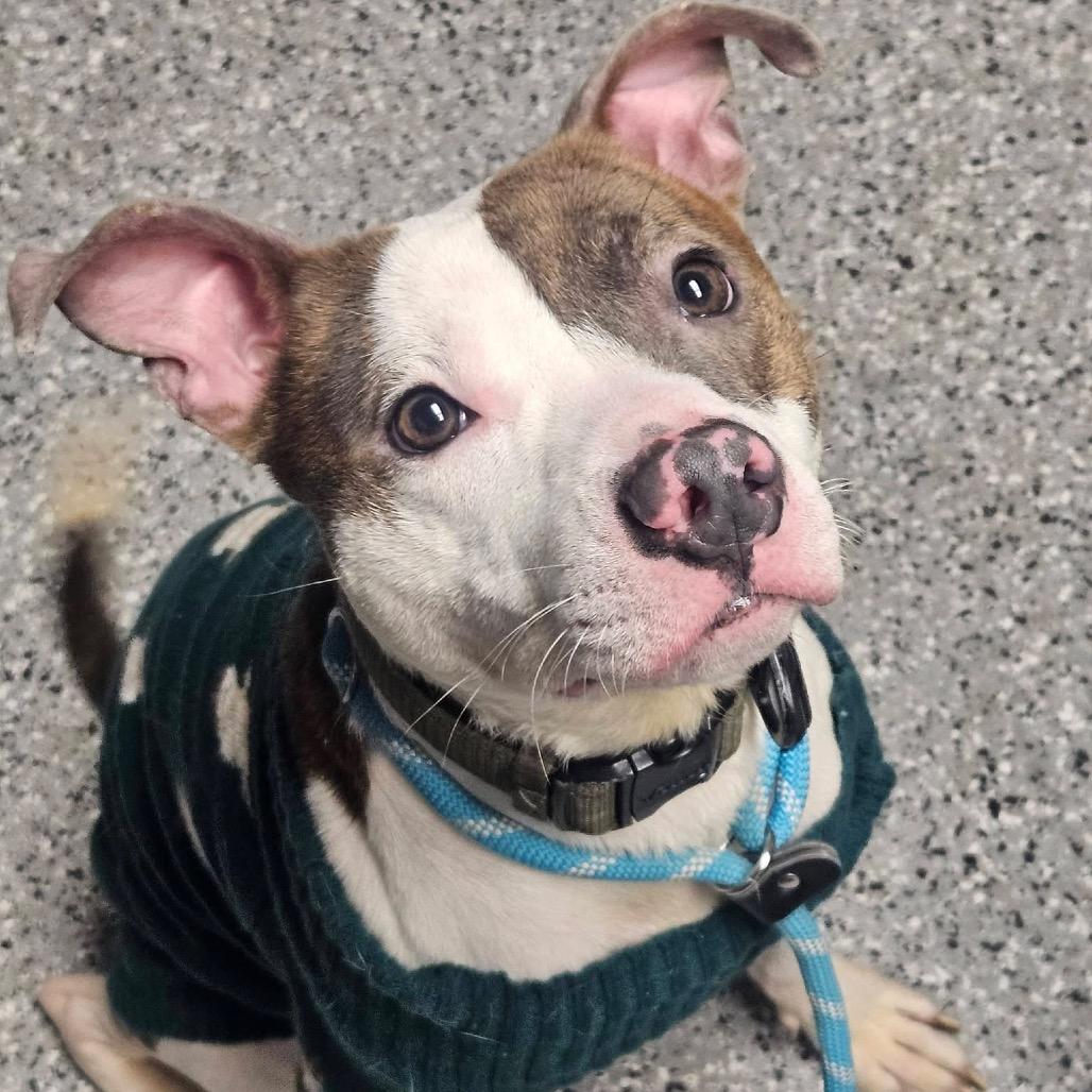 Kringle, ADOPTABLE, Adult Male Pit Bull Terrier.