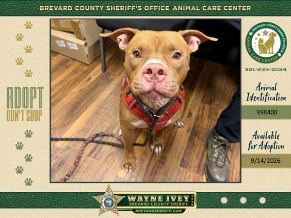 Connor, Adoptable, Adult Male Mixed Breed.