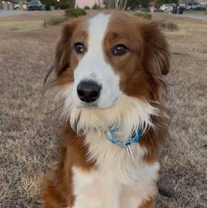 Silas, Adoptable, Adult Male Australian Shepherd.