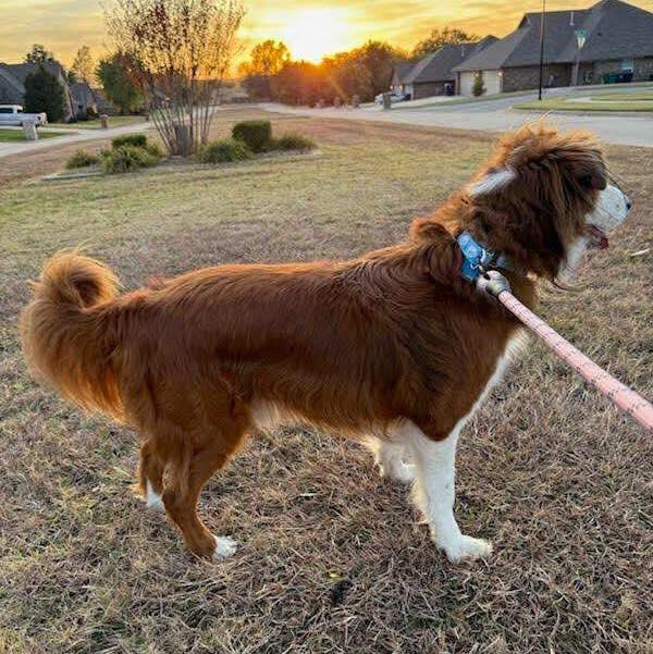 Silas, a Adoptable mixed breed image 2/2