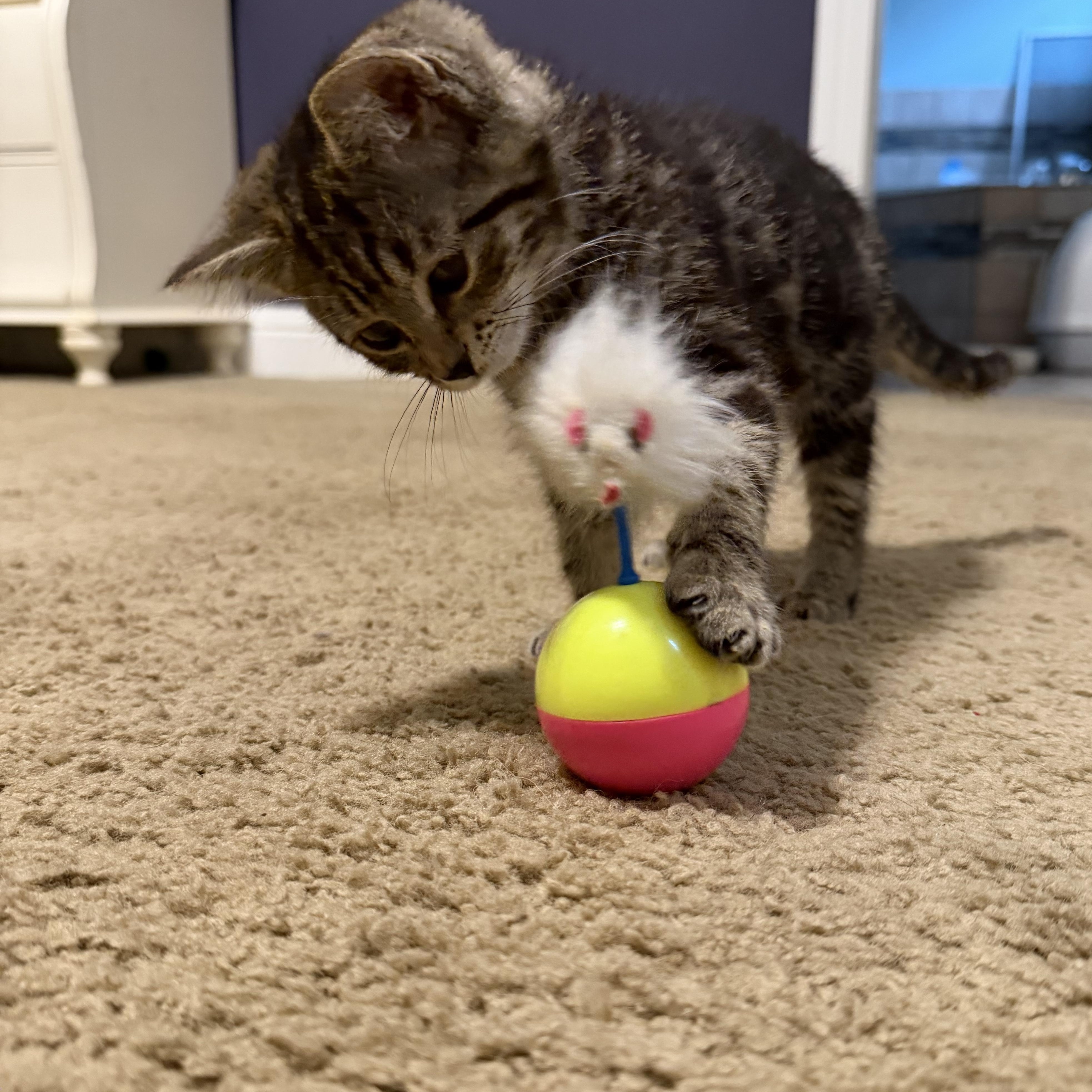 Enlarge Cleo, an adopted Domestic Medium Hair in New York City, NY image 4/5
