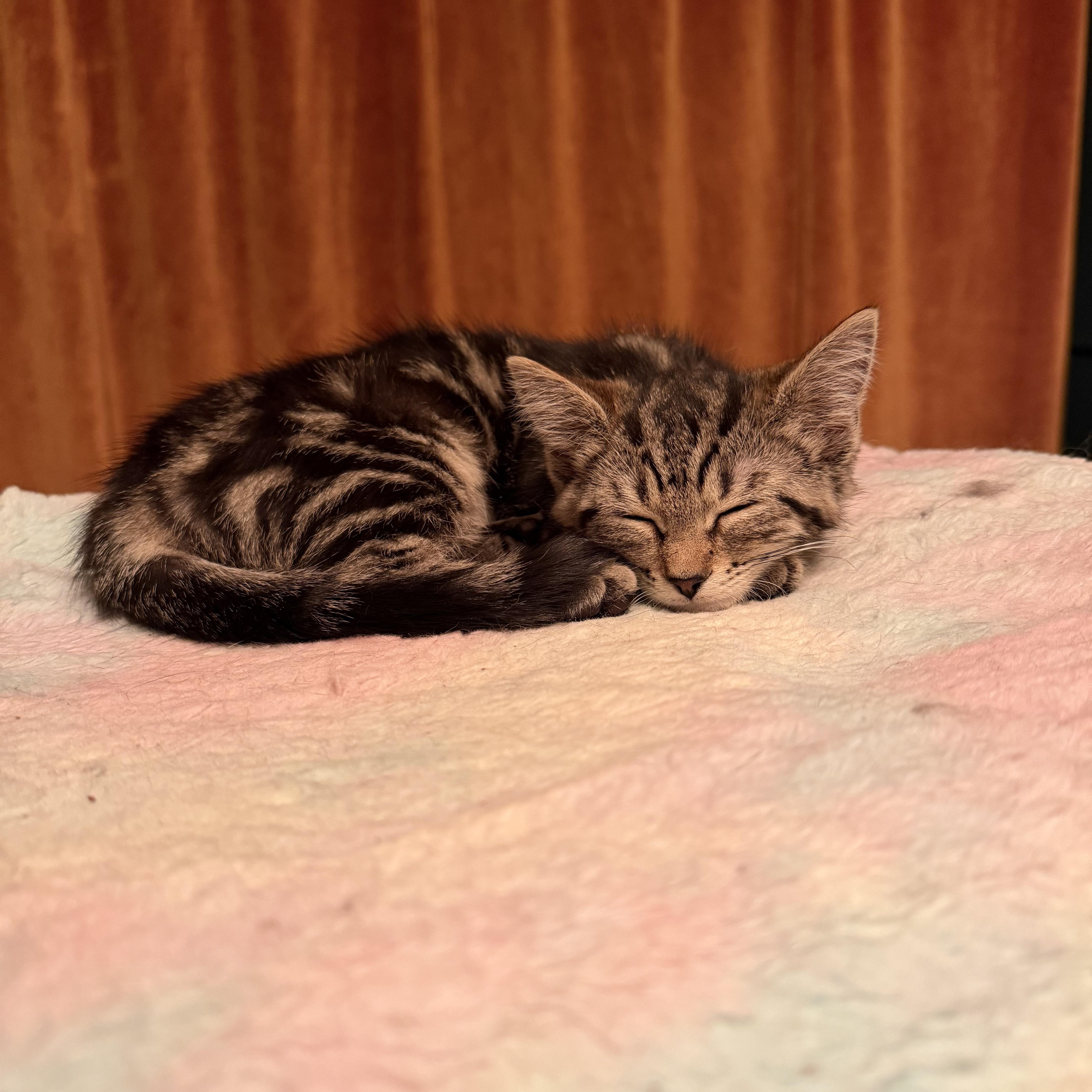 Enlarge Cleo, an adopted Domestic Medium Hair in New York City, NY image 1/5