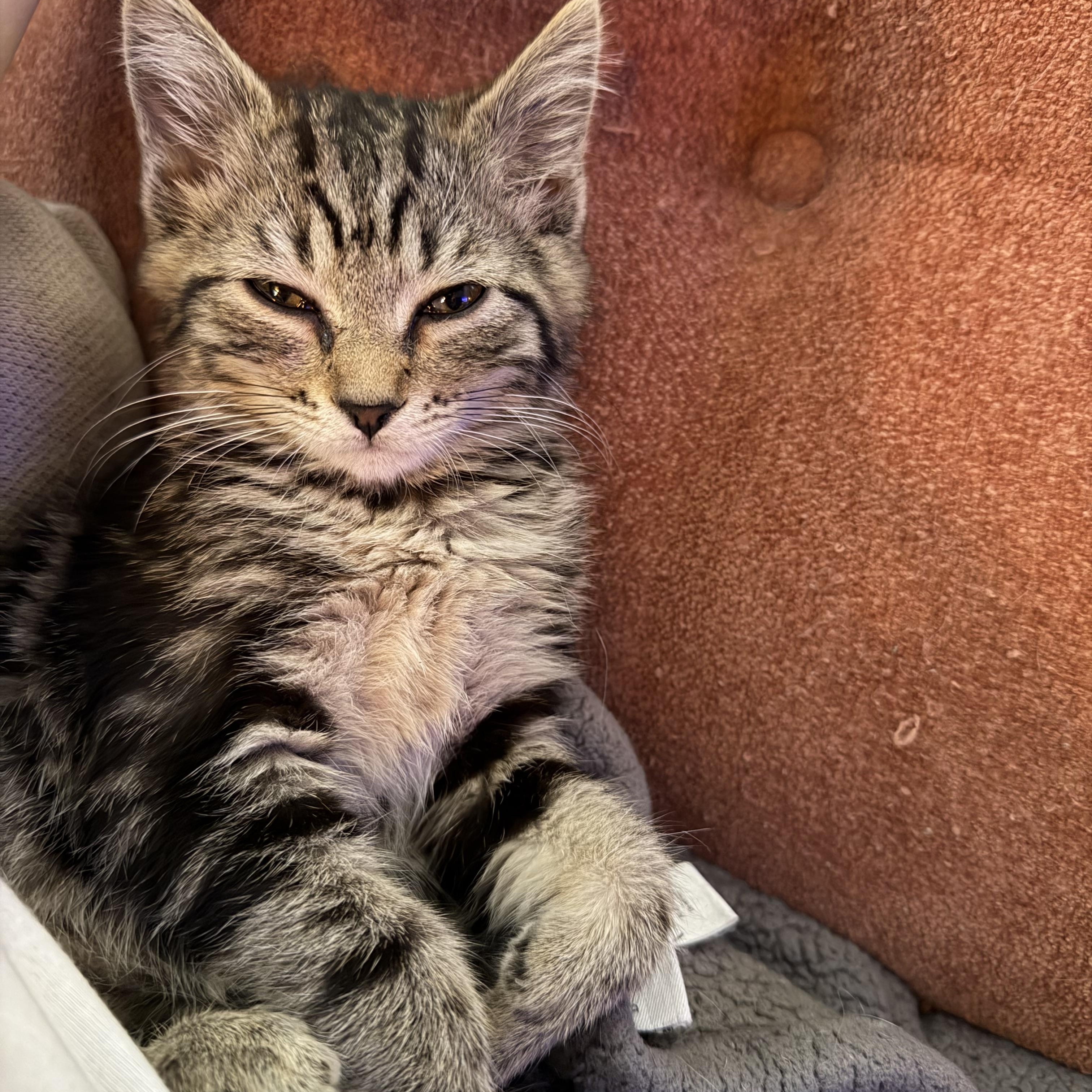 Enlarge Cleo, an adopted Domestic Medium Hair in New York City, NY image 3/5