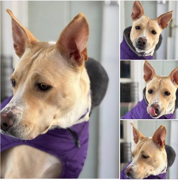 Eve, ADOPTABLE, Adult Female Labrador Retriever & Shepherd.