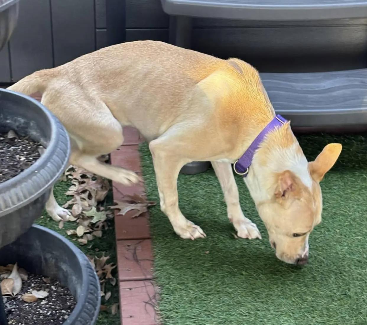 Eve, a ADOPTABLE mixed breed in Bethel, VT image 5/5