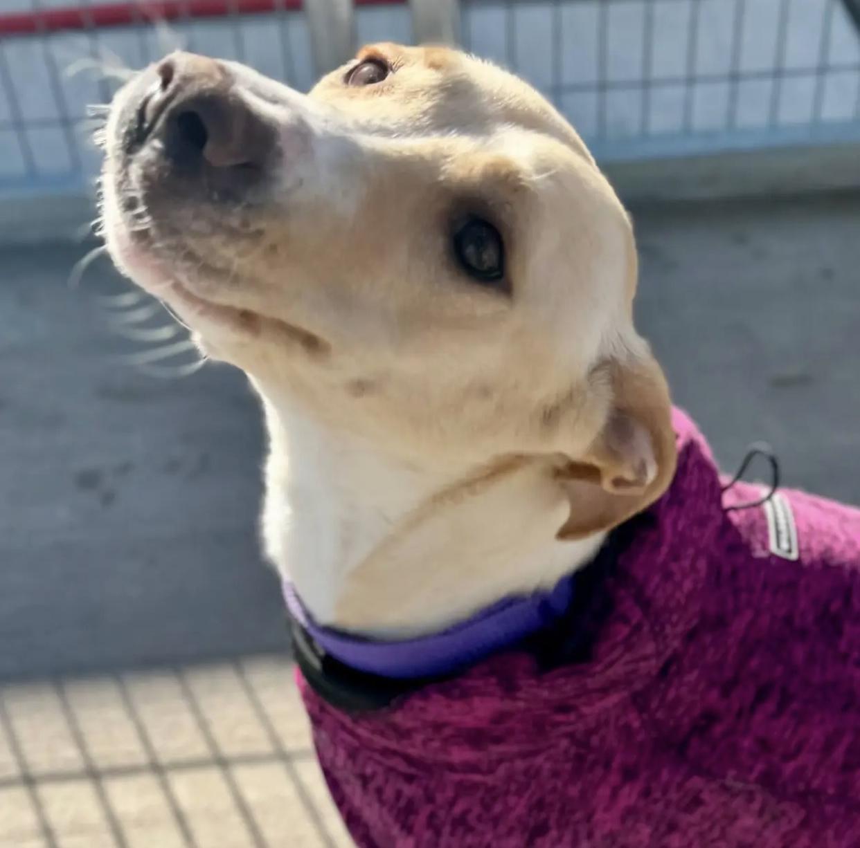 Eve, ADOPTABLE, Adult Female Labrador Retriever & Shepherd.