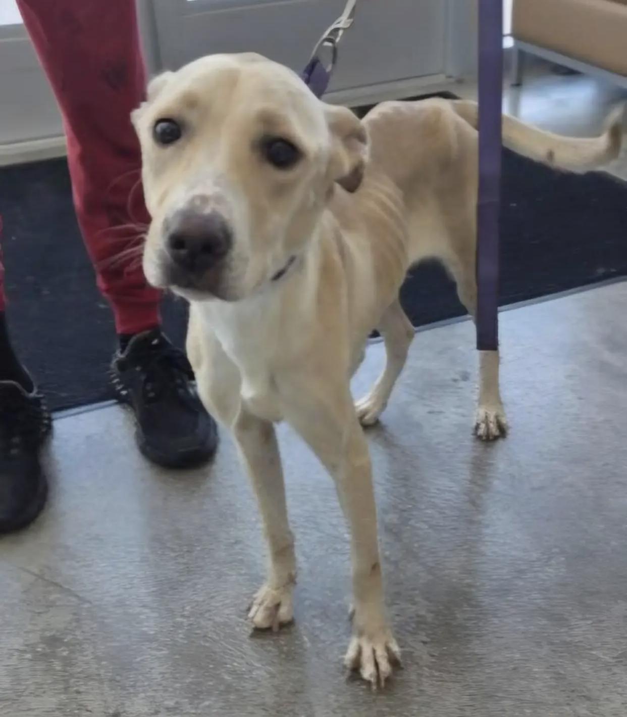 Eve, a ADOPTABLE mixed breed in Bethel, VT image 4/5